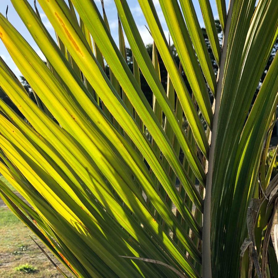 Nikau'S On Palmer Foxton Beach Exteriér fotografie
